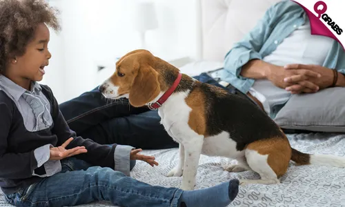 Dog Behavior & Training Online Course!